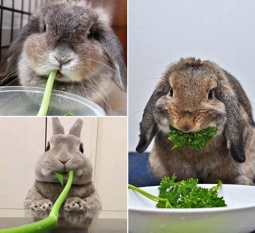 兔子嘴网红吃东西视频,味蕾之旅尽享无限