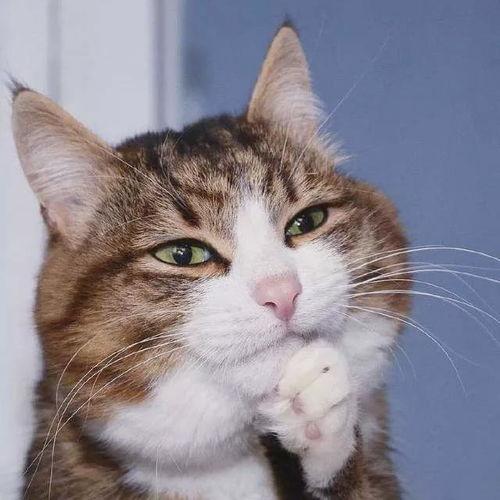 网红蒜头小猫咪图片,网红魅力引网友热议