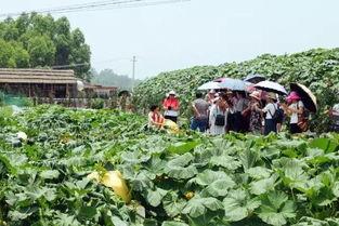 农村吃瓜的情景,瓜香四溢的欢乐时光