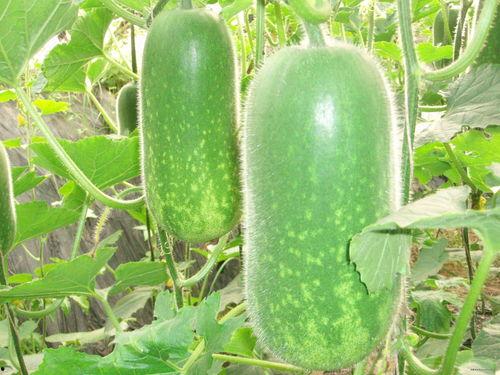 51cg今日大瓜必吃大瓜莫里