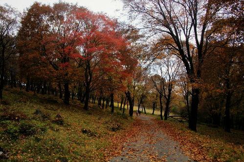 哈尔滨平山镇头条,聚焦平山镇发展新动态，共绘美好未来画卷