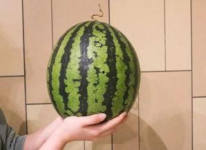 广州花都农民吃瓜