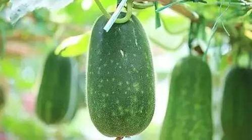 吴江九院吃瓜,真相与争议交织