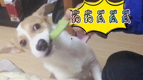 大白狗吃瓜,大白狗的瓜田奇遇记